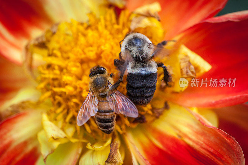 蜜蜂(Apis mellifera)，大黄蜂(Bombus)和大丽花“Pooh”。